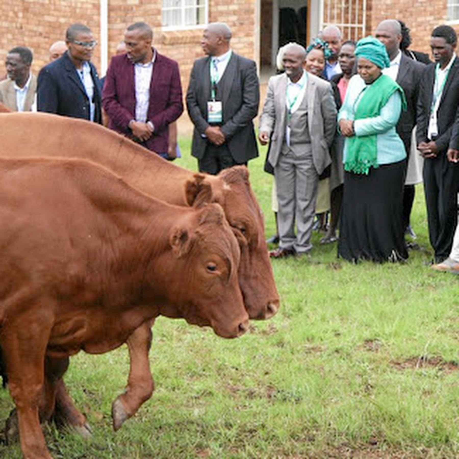 Cows for Lobola